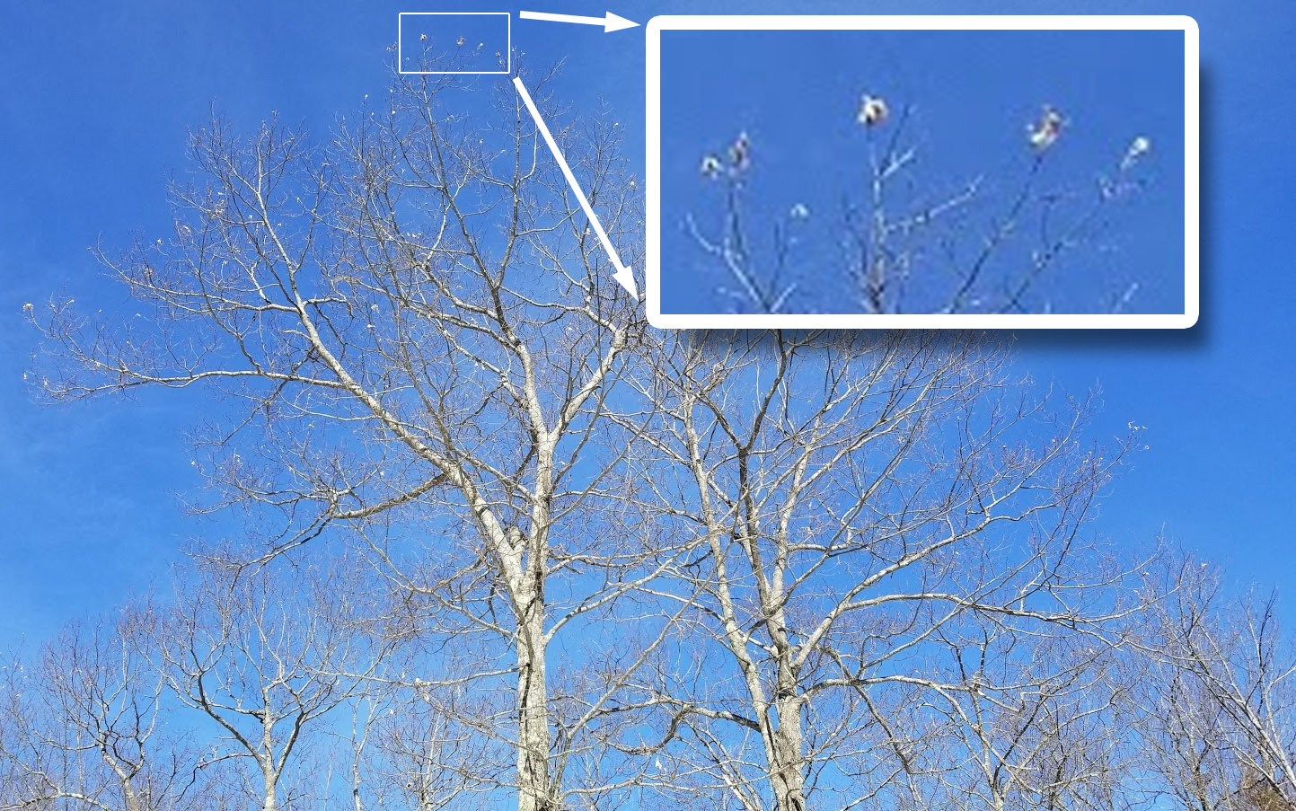 Maine browntail moths - bugs from hell 